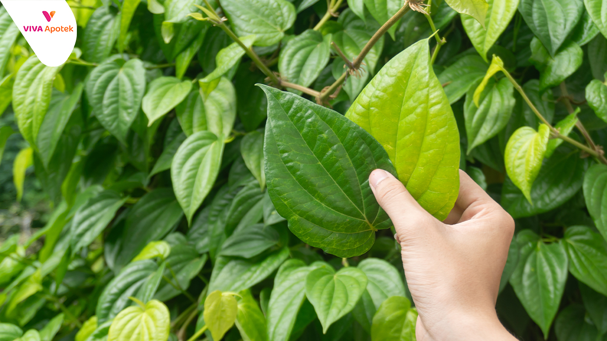 Manfaat Daun Sirih Cina